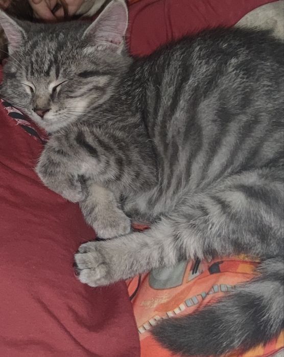 Котенок- девочка 3-4 месяца в хорошие руки