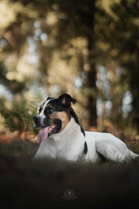 Adwent- duży wesoły przytulak w typie boksera ADOPCJA