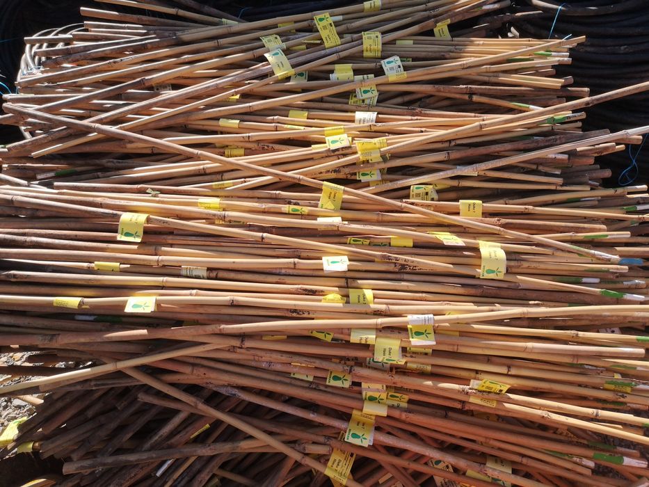 Varas / tutores com 1,20 m  em bambú para fruteiras