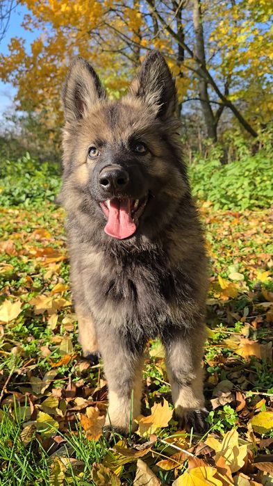 Owczarek Staroniemiecki - Piesek 3 miesiące - do odbioru