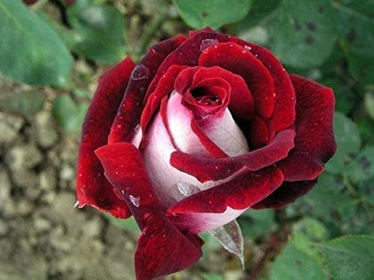 Кусты розы красная и розовая