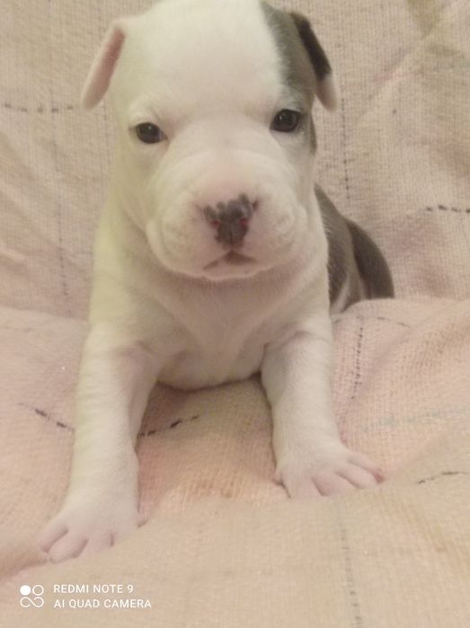 Amstaff suczka błękitna ZKWP FCI