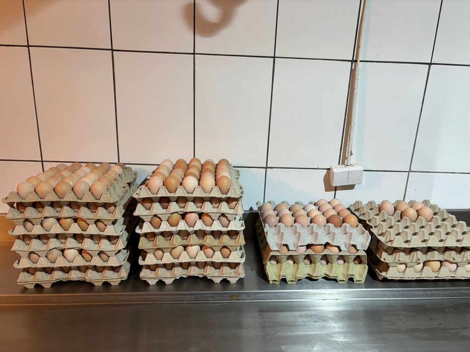 Jajka świeże kremowe