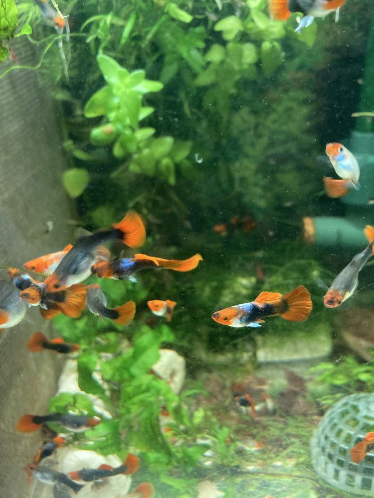 Guppy Koi Tuxedo linhagem pura