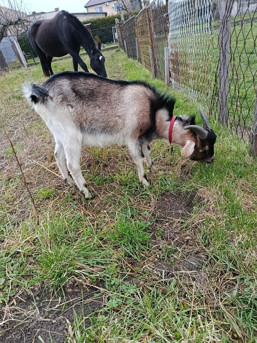 Kozioł koziołek cap capek koza