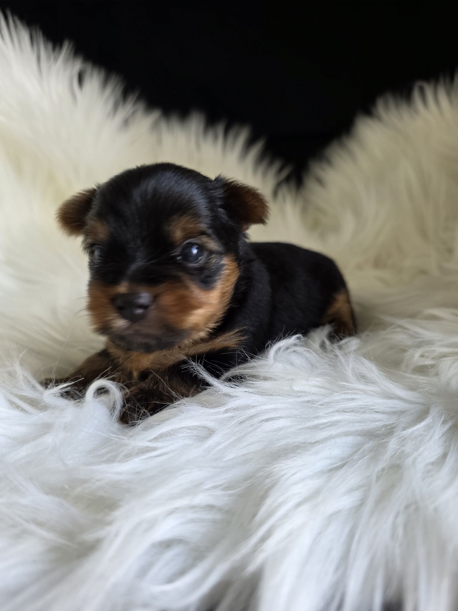 Yorkshire terrier piesek ZkwP