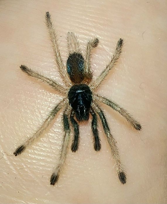 Neoholothele incei classic L1