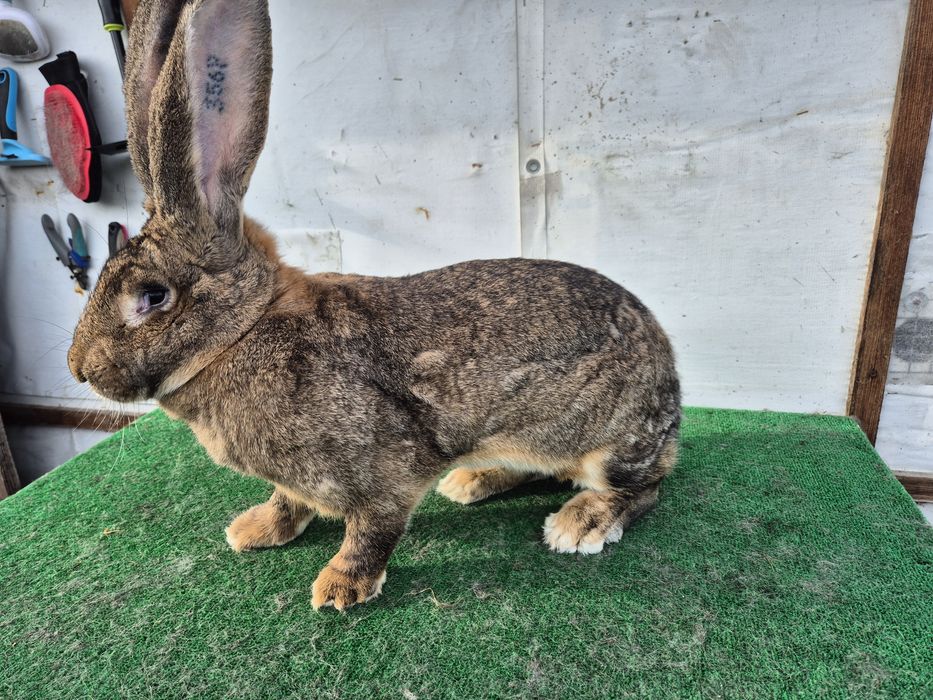 Olbrzym Belgijski samica