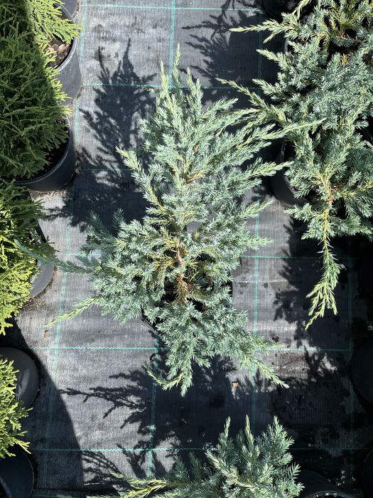 Ялівець blu carpet