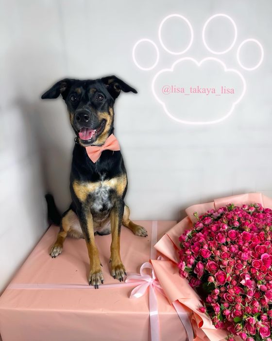 Габі шукає родину