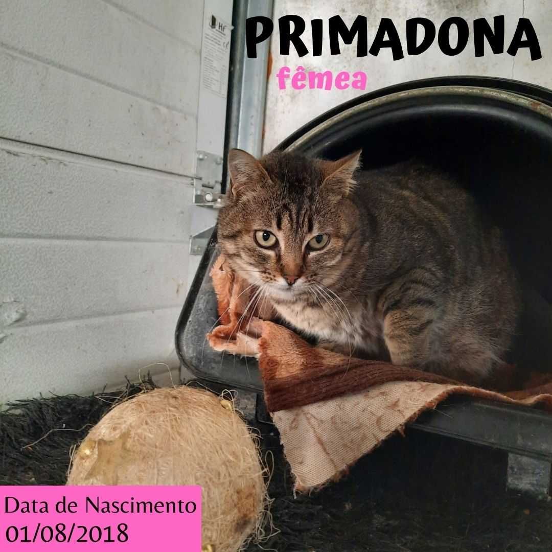 Gata Para Adoção (Primadona)