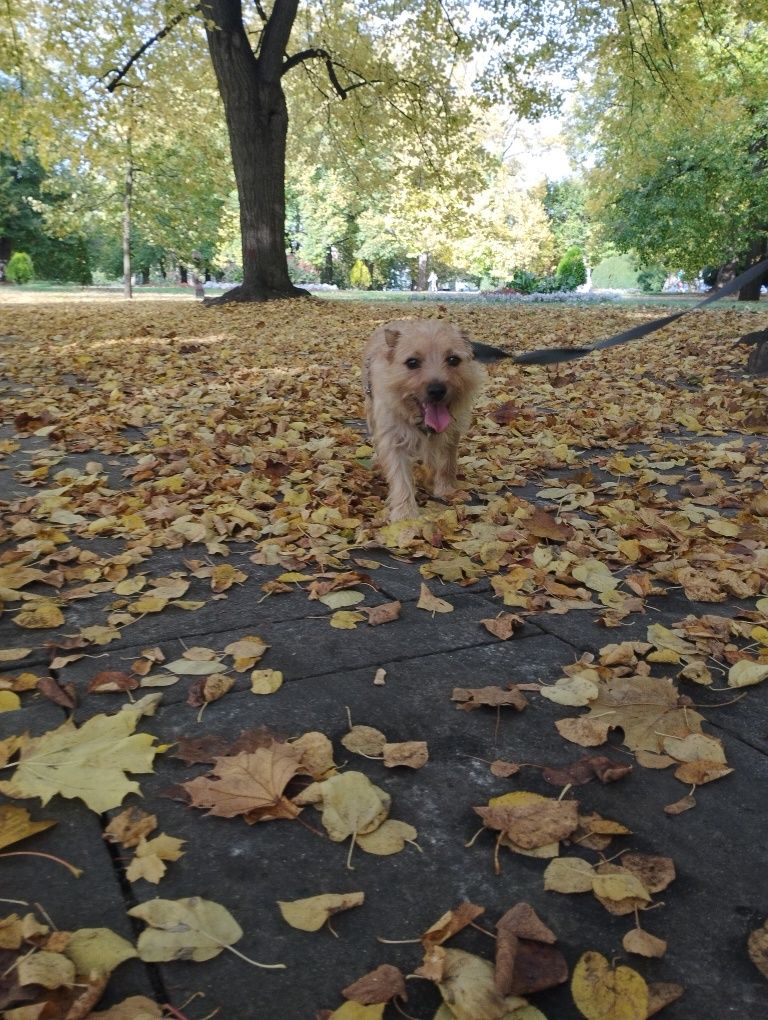 Puchate nieszczęście marzy o domku!