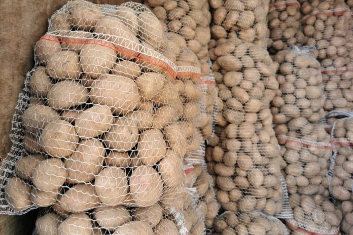 Ziemniaki jadalne BELAROSA i QUEEN ANNA