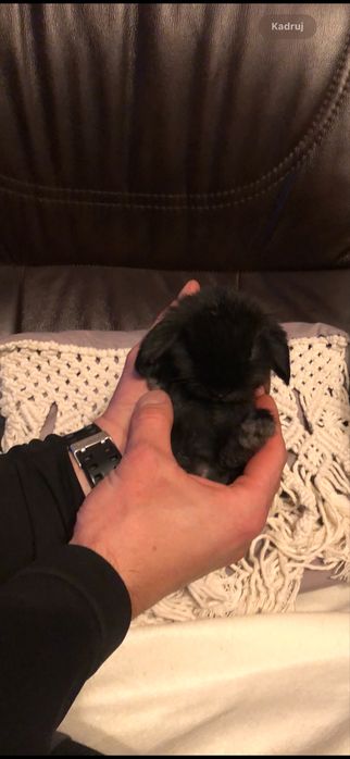 Króliczek Mini Lop Teddy karzełek najmniejszy miniaturka