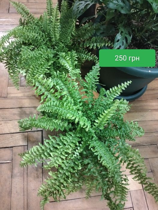 Платицериум. Хлорофитум. Папоротник