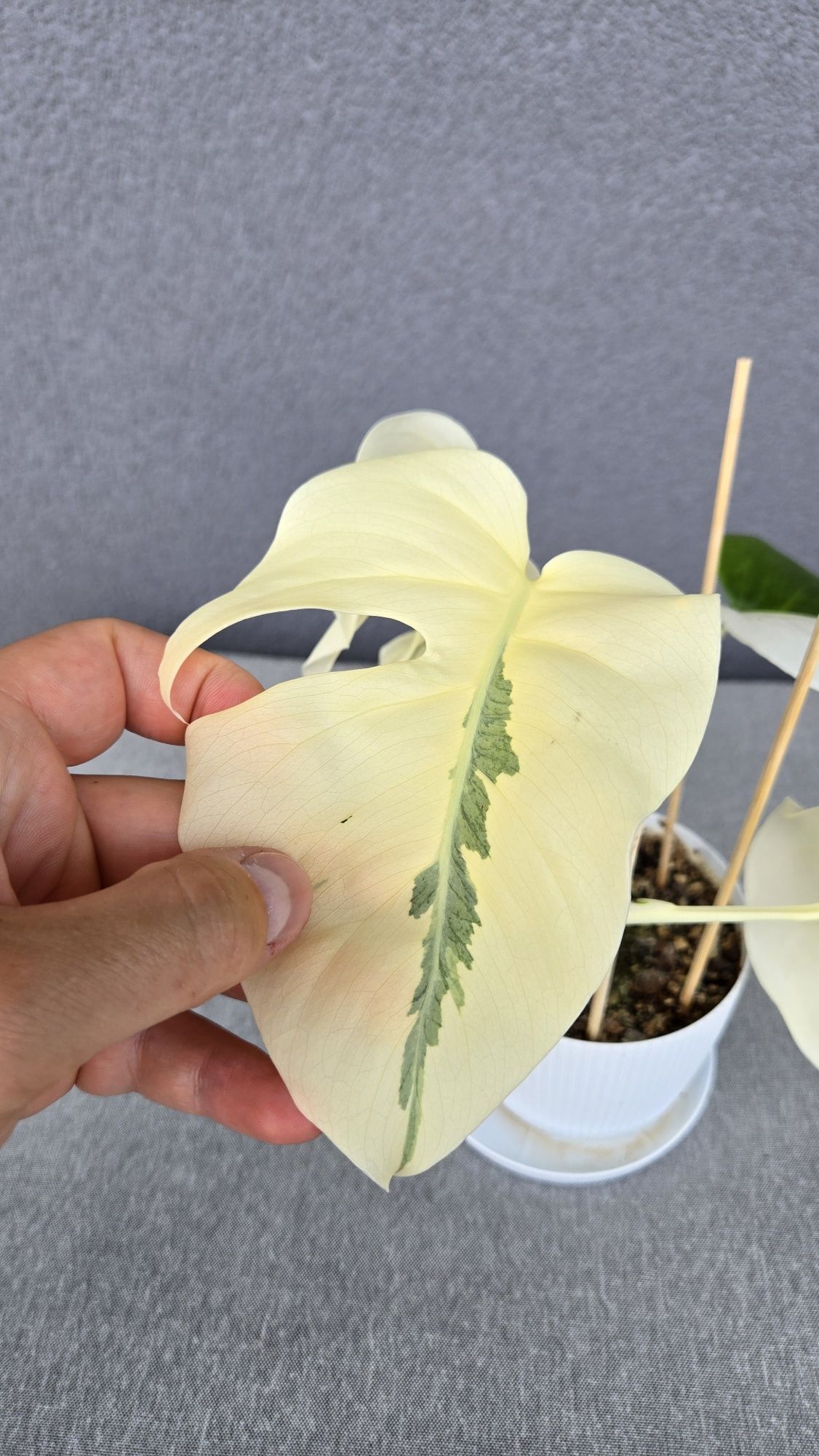 Monstera Variegata White Ghost Lava