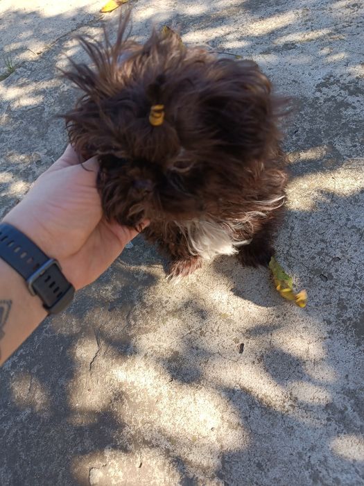 Shih tzuh tzu czekoladowy mały piesek !!!  Rodowód!