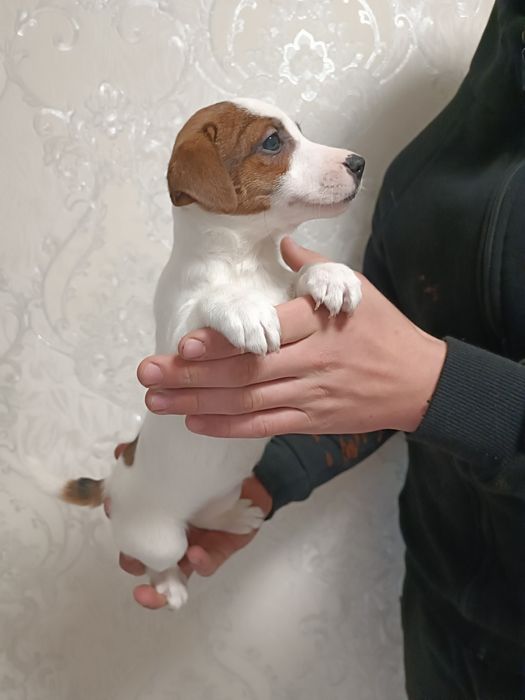 Восхитительная девочка