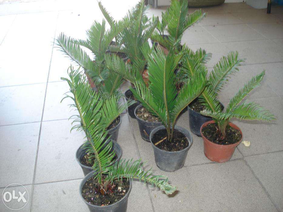 Plantas decorativas