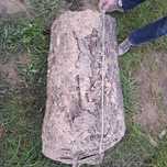 drewno czereśniowe rzeźbiarskie stolarskie dł 83 cm, średnica 43 cm