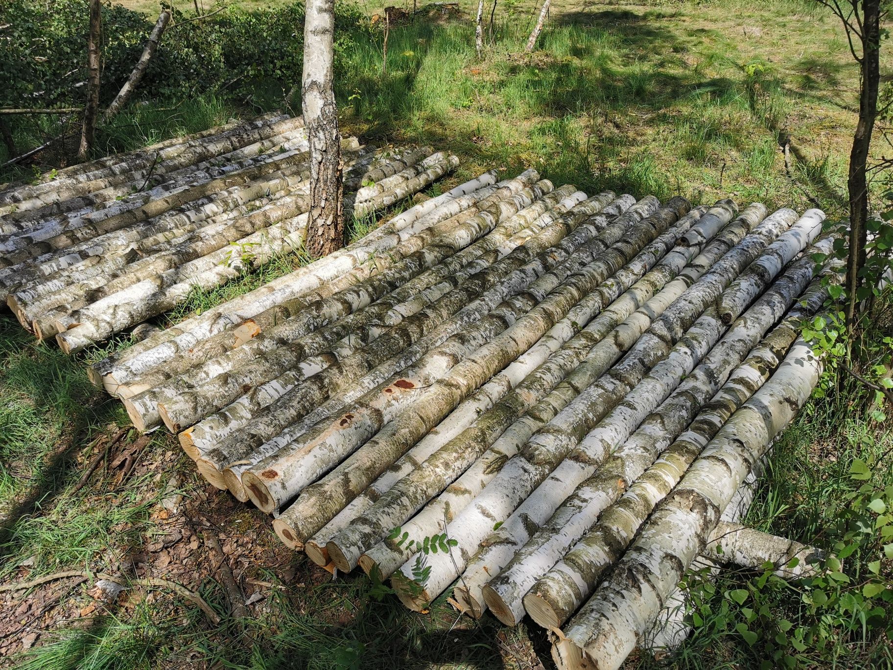 Słupki ogrodzeniowe stemple strop teriva klonowe sosnowe