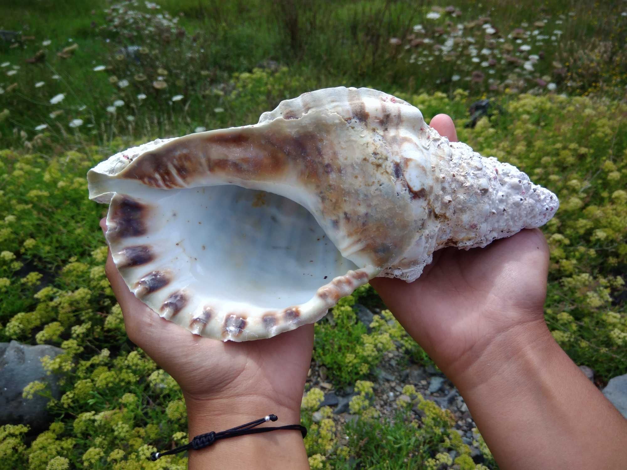 Búzios do Mar dos Açores