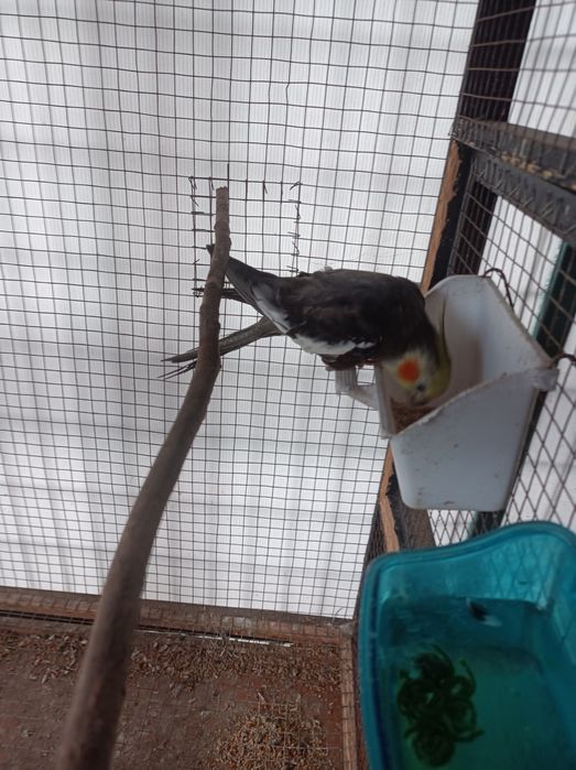 vendo caturra deste ano
