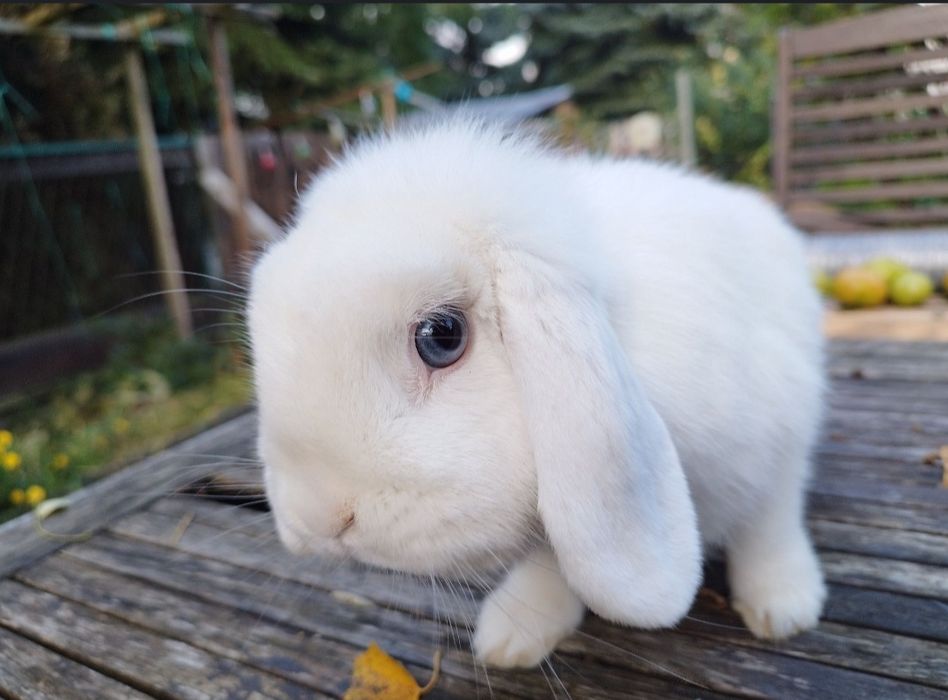 Króliczek mini lop +(niebieskooka samiczka  z rodow