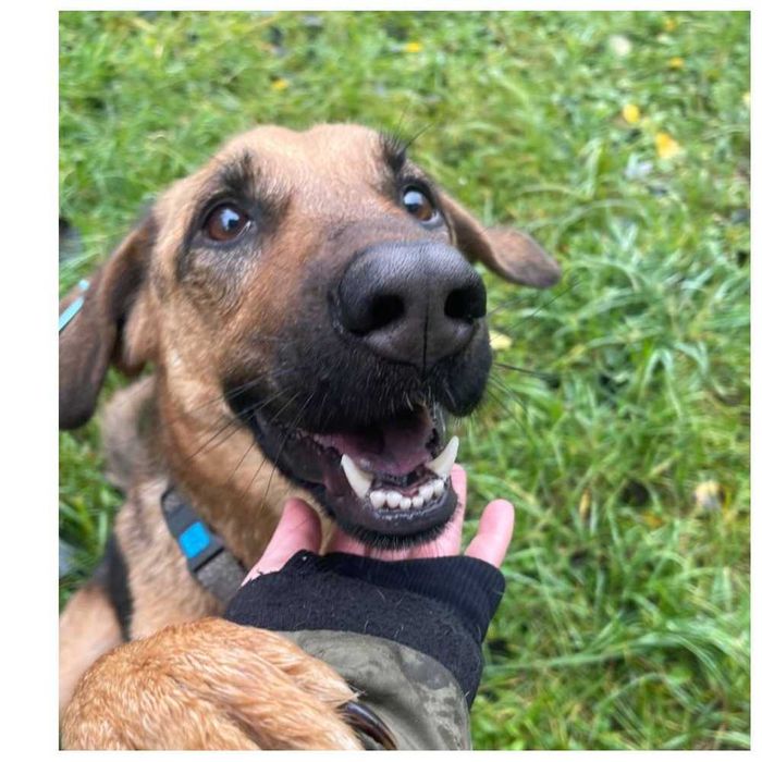 Веселая игривая собака ищет дом