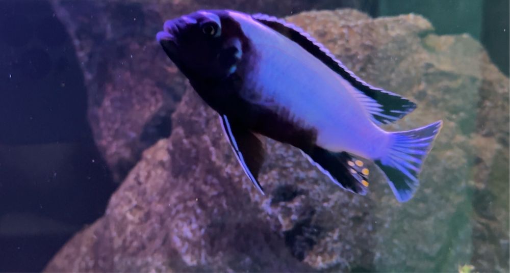 Pyszczaki Metriaclima koningsi Membe Deep