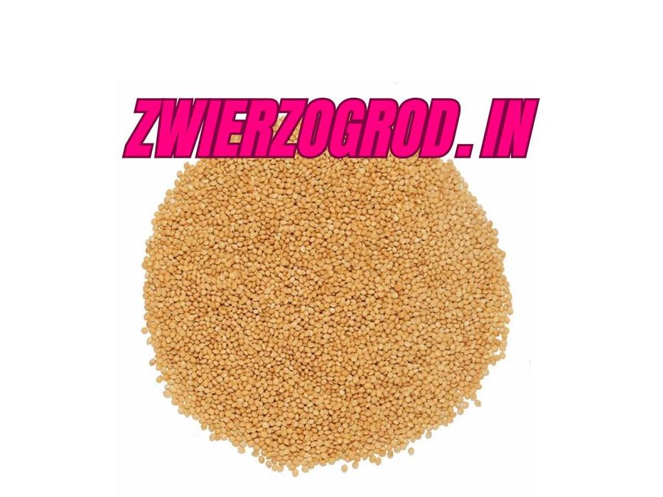 Proso złote 1kg ziarno egzotyczne drób gołąb ** zwierzogrod.in **