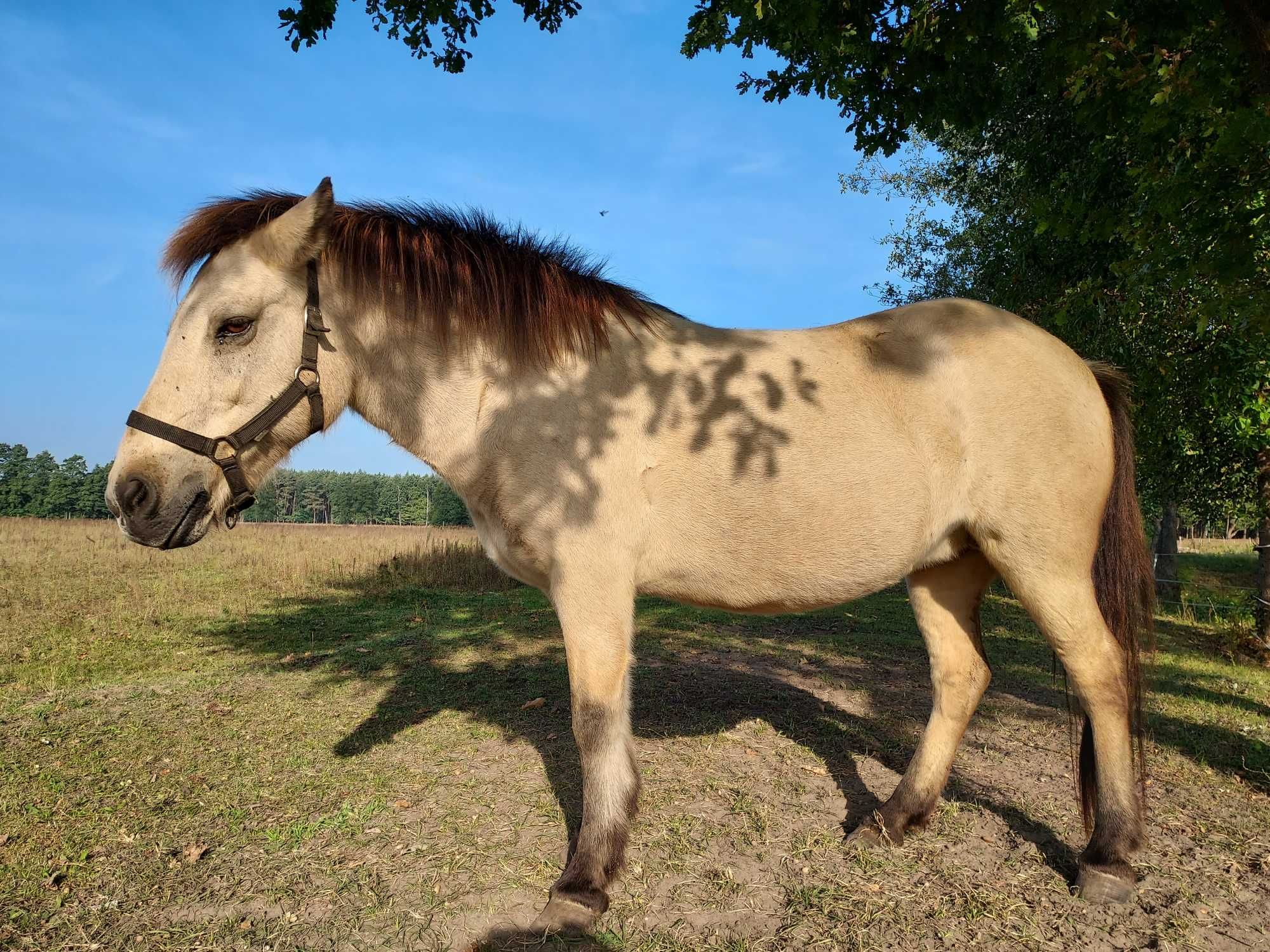Klacz - kuc koń islandzki bułana