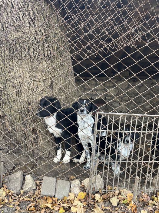 Віддам песиків в добрі руки