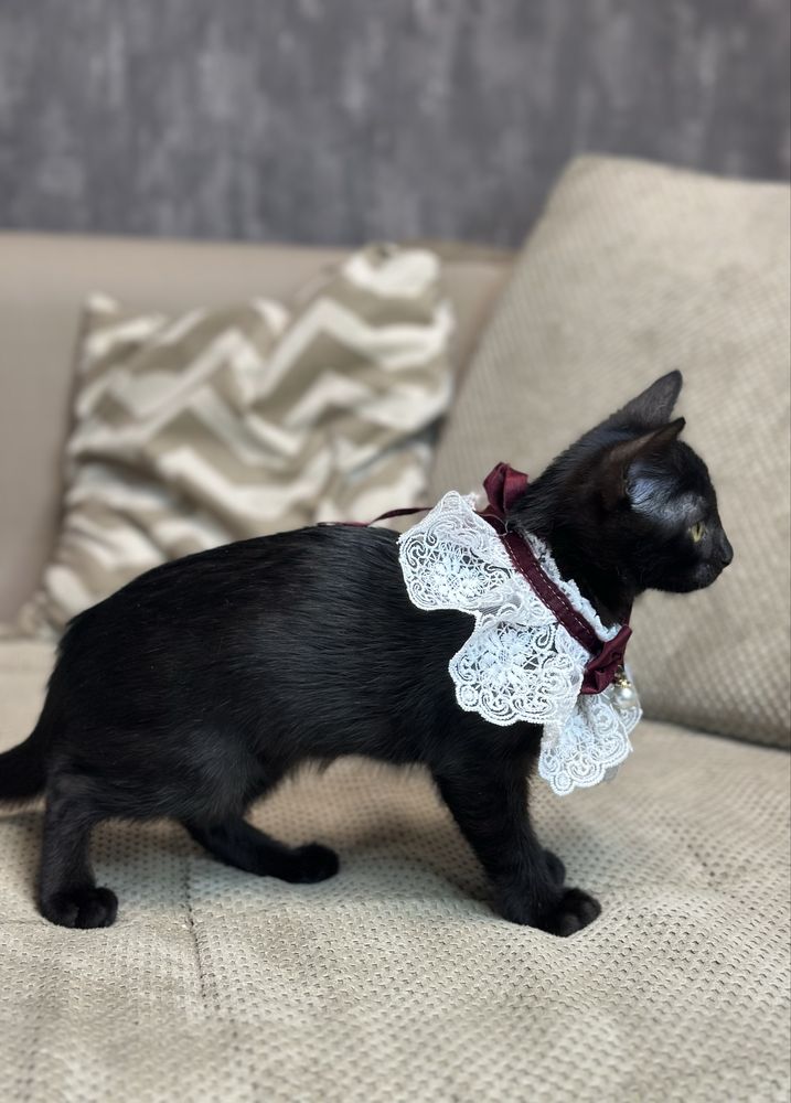 Кошеня (хлопчик ) в добрі ручки