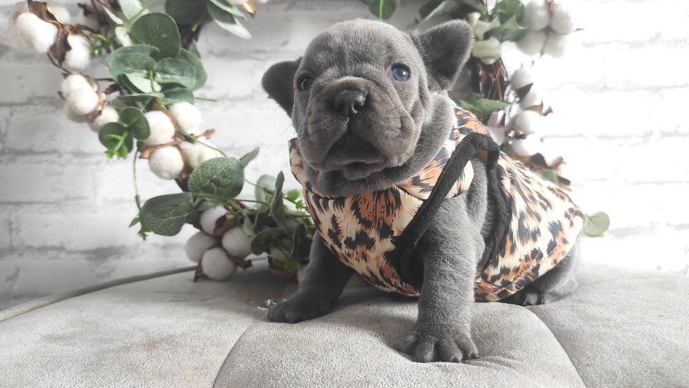 Buldog francuski blu niebieski suczka