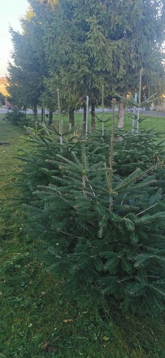 Choinki żywe - jodła kaukaska