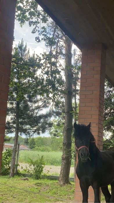 Kucyki na sprzedaż