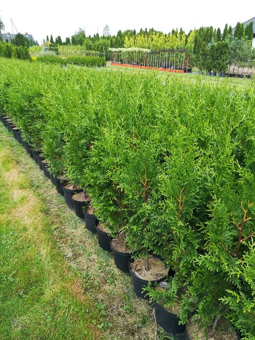 PROMOCJA! Krzewy ozdobne, tuja Gelderland na szybki żywopłot ok. 90 cm