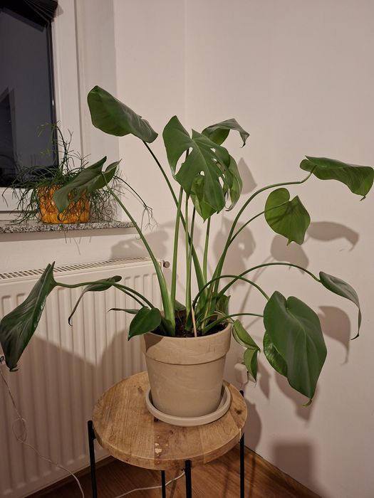 Kwiat Monstera (bez doniczki)