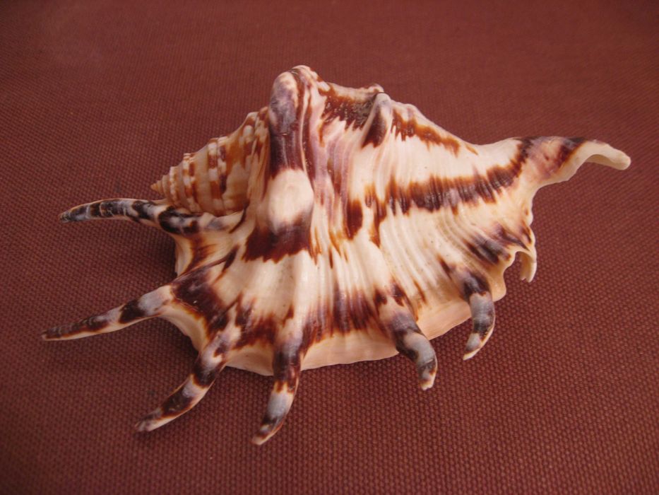 Ракушки морские 2 шт