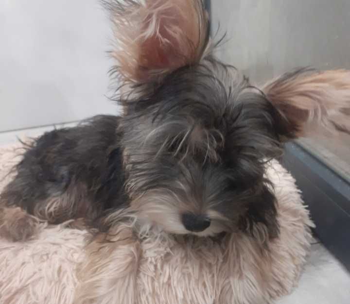 York z rodowodem samczyk