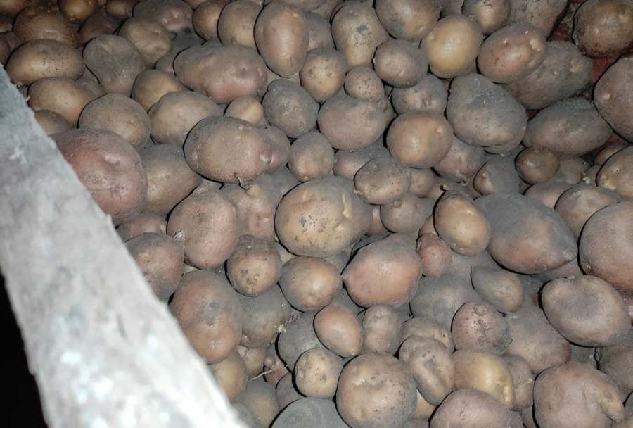 Продам картоплю різну