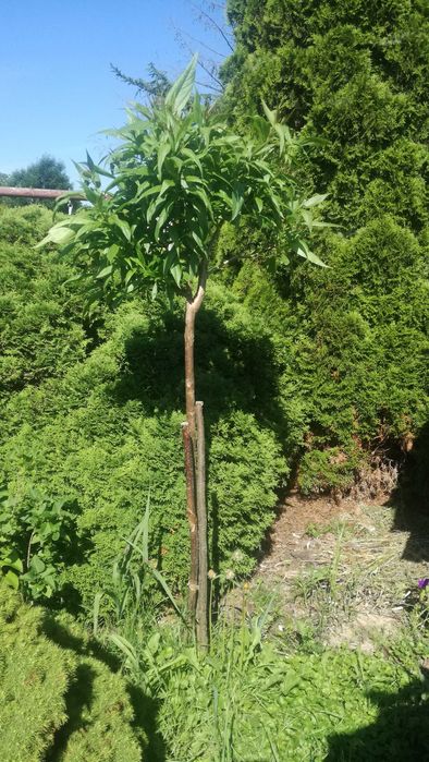 chitalpa taszkiencka szczepiona w doniczce katalpa nana  nowość