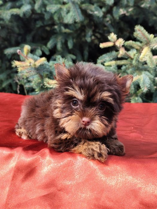 Дівчинка міні Йорк шоколадно-підпала