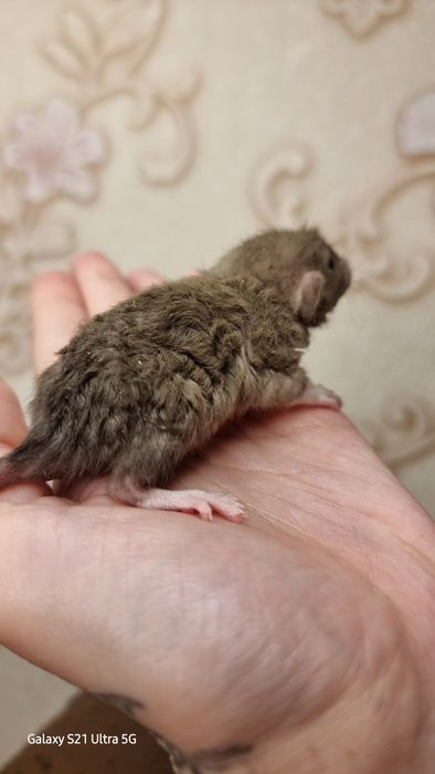 Крыса рекс шоколад девочка