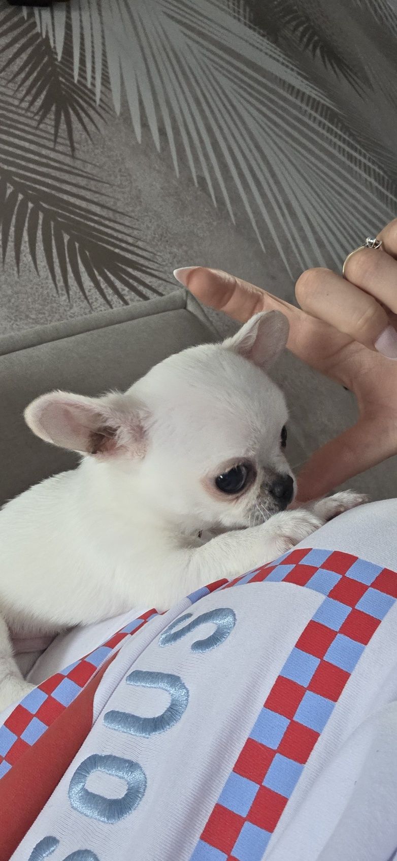Chihuahua chłopiec  mini fci