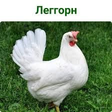 Курка легорн 12міс