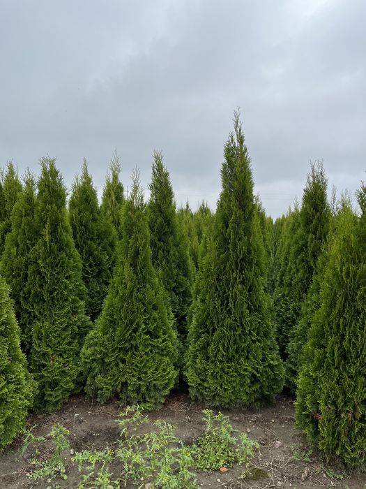 Żywotnik zachodni 'Smaragd' Thuja occidentalis 2 m