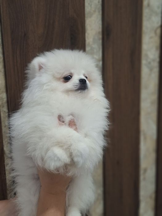 Szpic miniaturowy, pomeranian biały piesek