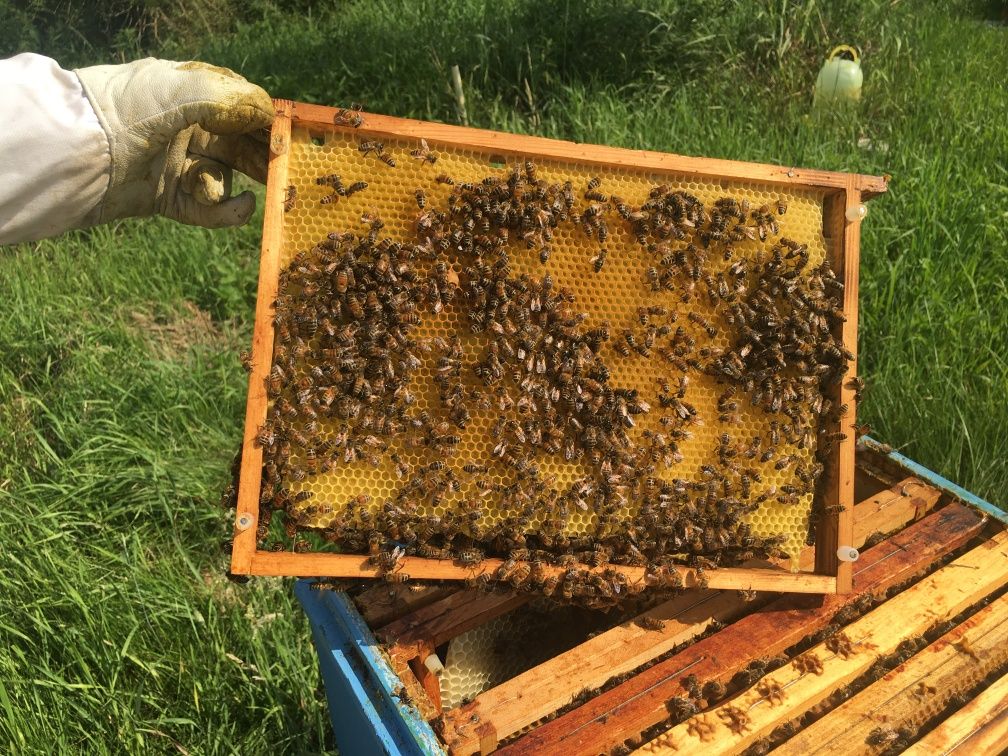 Odkłady pszczele